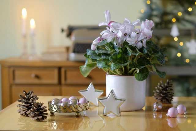 Inneväxter i blom för det nya året och julvård. -