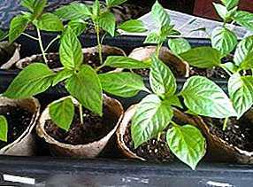 Mata paprika efter plantering i öppen mark -