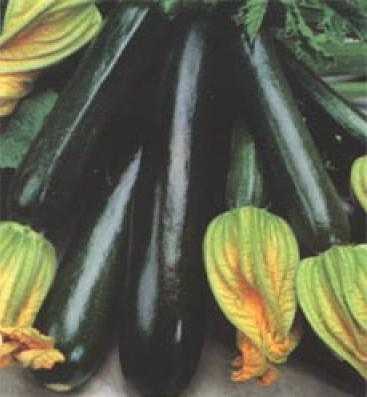 Stilig svart zucchini -