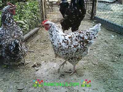 Egenskaper för kycklingrasen Liven -