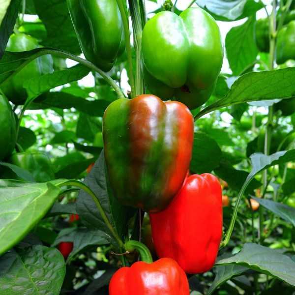 Egenskaper för sorter av paprika för sallad Gåva från Moldavien -