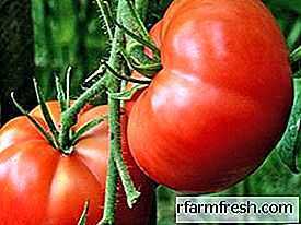 Egenskaper hos Altai Masterpiece tomater -