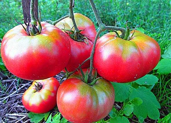 Egenskaper hos Mikado-tomaten -