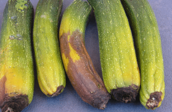 Orsaker till rutten zucchini –
