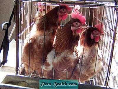 Hur man matar kycklingar på vintern -