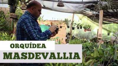 Hur man tar hand om en Masdevallia-orkidé -