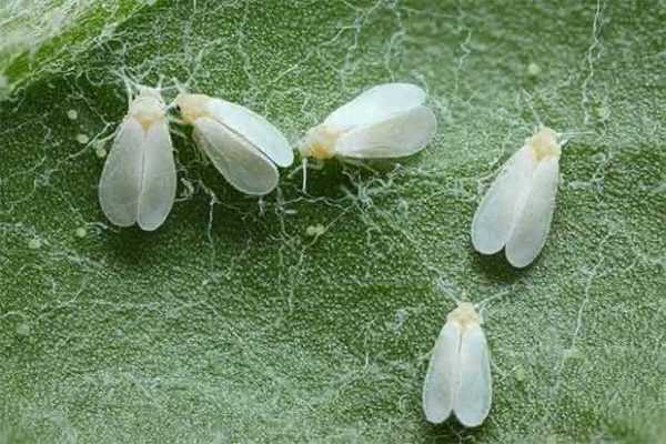 Hur man blir av med vitflugor på tomater i ett växthus -