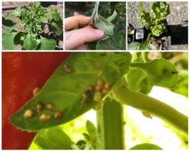 Hur man hanterar bladlöss på peppar –