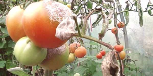 Hur man använder borsyra för att bearbeta tomater -