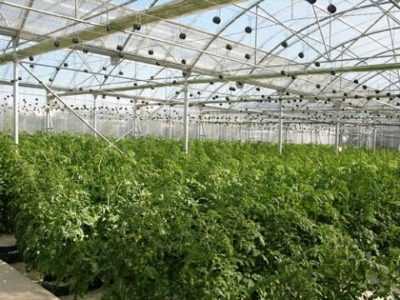 Vi bygger ett växthus för tomater -