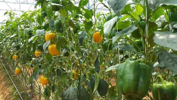 Vad är avståndet mellan pepparbusken vid plantering? -