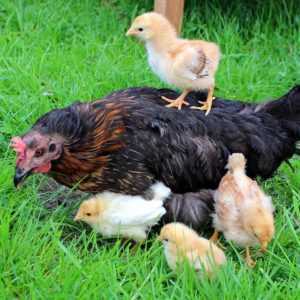 Hur många kycklingar brukar du behöva för en hane? -