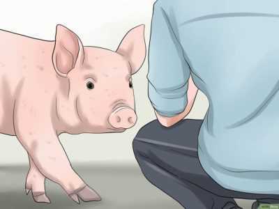 Hur många dagar går en gris och hur man kontrollerar effektiviteten av parningen –