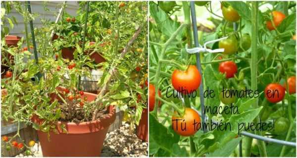 Skötsel av tomatplantor hemma -