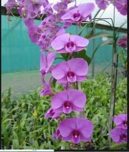 Dendrobium Phalaenopsis växer -