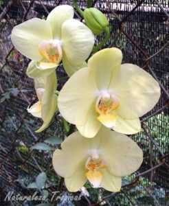 Beskrivning av den gula Phalaenopsis-orkidén -
