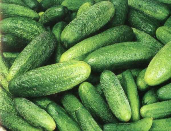 Beskrivning av den parisiska pickle gurkasorten -