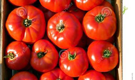 Beskrivning av tomat logeyne –