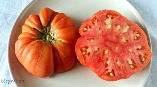 Beskrivning av capia rose tomat -