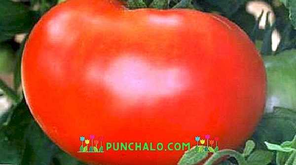 Beskrivning av det sibiriska tomatmiraklet -