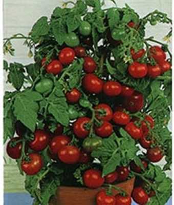 Beskrivning och egenskaper hos Balcón Milagro-tomater -