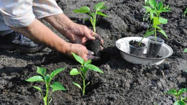 Avstånd när du planterar paprika i växthuset -