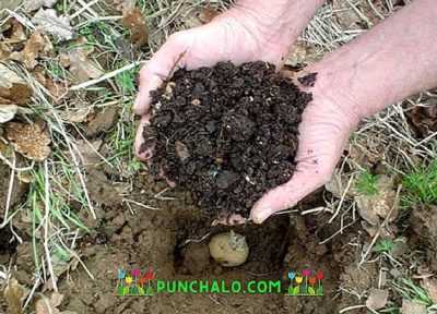 Nödvändiga gödselmedel för potatis vid plantering i hålet -