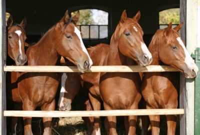 Graviditet hos hästar -