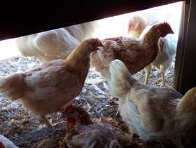 Hemuppfödning av kycklingar som ett slags företag -