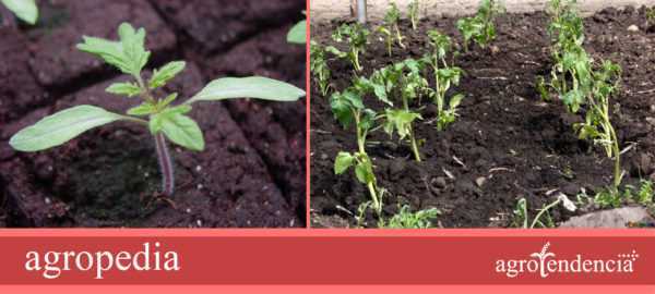 Anledningen till den dåliga tillväxten av tomatplantor. -