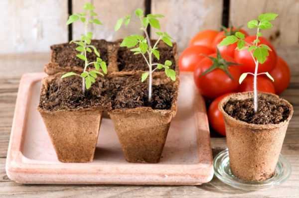 Orsakerna till fallet av tomatplantor -