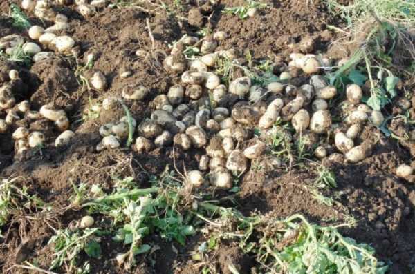 Vilka grödor kan planteras efter potatis? -
