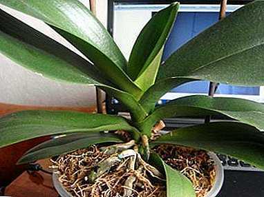 Vad man ska göra med förlust av blad turgor i en orkidé -