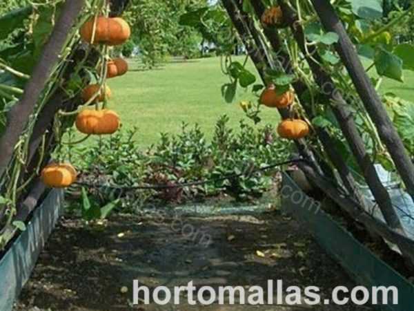 Vad man ska göra om gurkor ruttnar i ett växthus –