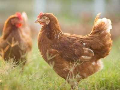 Vad ska man göra om tamkycklingar nyser och hostar -