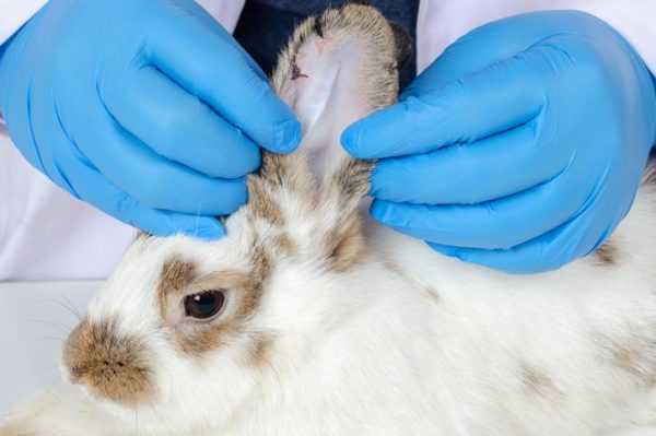 Hur viktigt är det associerade vaccinet för kaniner? -