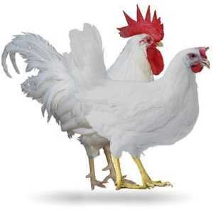 Welsumer kycklingras -