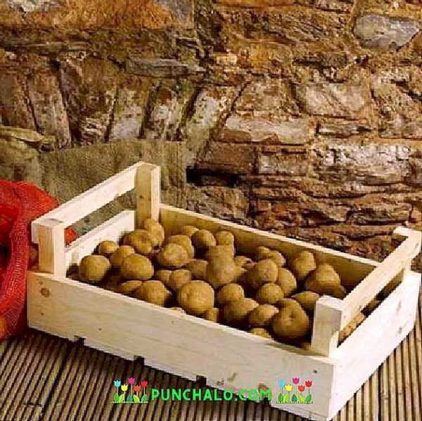 Regler för att lagra potatis i källaren på vintern -