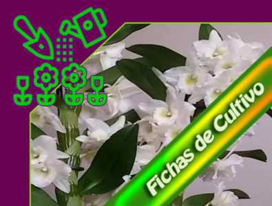 Regler för att odla Dendrobium orkidéer -