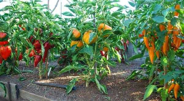 Regler för bildandet av peppar i den öppna marken -