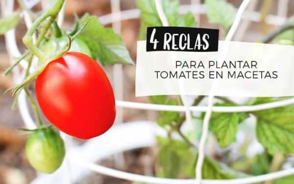 Regler för att plantera tomater för plantor 2019 -