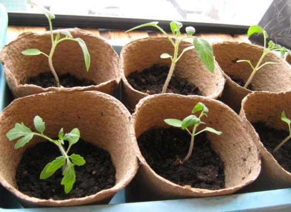 Regler för bearbetning av tomatplantor -