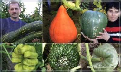 Sammanfattning av de bästa zucchinisorterna för öppen mark –