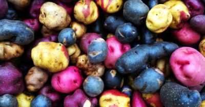 Potatisfrön och deras sorter -