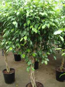 Vidskepelser och tecken om Ficus Benjamin –