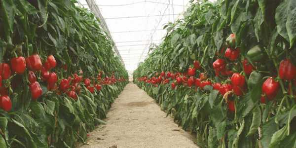 Allt om att mata peppar efter plantering i ett växthus –
