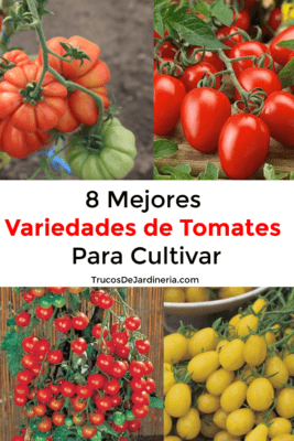 Nybörjare tomatsort -