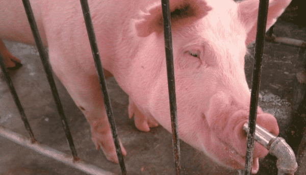 Varianter av vattnare för grisar –