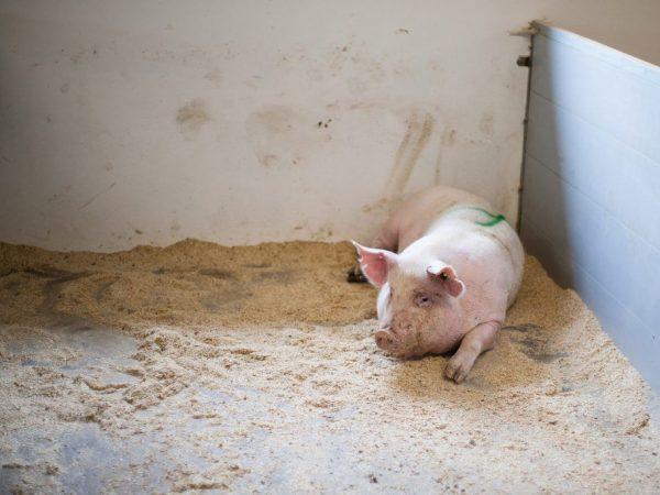 Ventilationsanordning för gris -