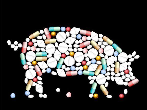 Varför behöver man vitamin- och mineraltillskott till grisar? -